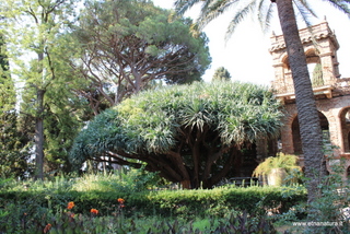 Dracena parco Colonna